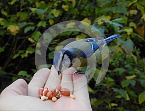 Titmouse resting on a humanÂ´s hand