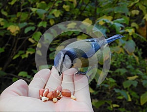 Titmouse resting on a humanÃÂ´s hand photo