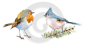 Titmouse and Robin Birds Watercolor Illustration Set Hand Drawn