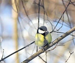 The titmouse sits on a branch