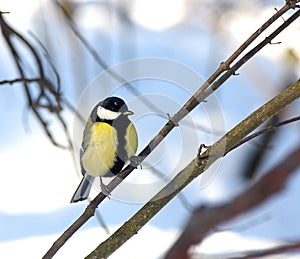 The titmouse sits on a branch