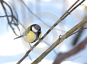 The titmouse sits on a branch