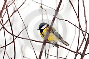 Titmouse sits on branch of tree. Small yellow great tit