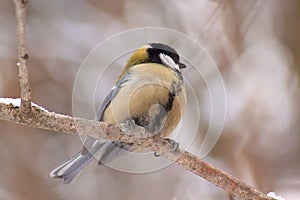 The titmouse sits on a branch tree in winter forest.