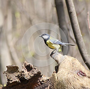 The titmouse sits on a dry snag