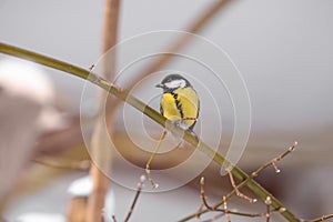 A titmouse sits on a snow-covered tree in winter