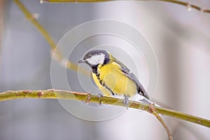 A titmouse sits on a snow-covered tree in winter