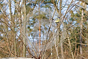 titmouse sits on tree branch