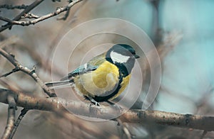 The titmouse sits on a tree branch