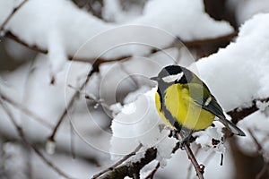 Titmouse sits on tree branch in winter.
