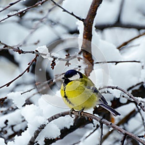 Titmouse sits on a tree branch in winter