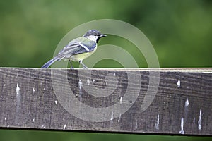 Titmouse sitting on the fencing