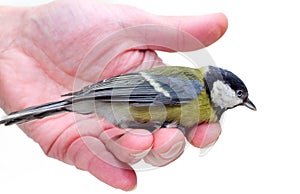 The titmouse sitting on a hand 2