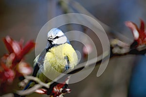 Titmouse sitting on a tree.