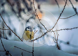 Titmouse sitting on a tree branch