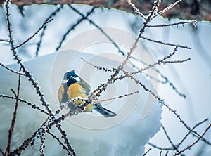 Titmouse sitting on a tree branch