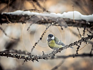 Titmouse sitting on a tree branch