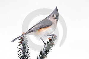 Titmouse in Snow