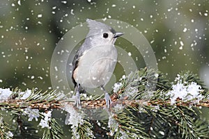 Titmouse in Snow