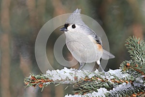 Titmouse in Snow