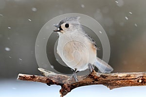 Titmouse in Snow