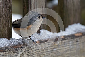 Titmouse on a Snowy Fence