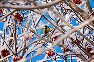 Titmouse on a snowy winter day