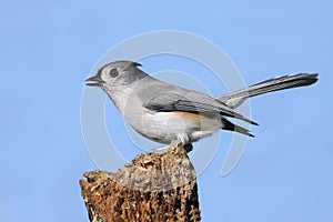 Titmouse On A Stump