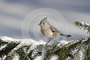 Titmouse On A Stump photo