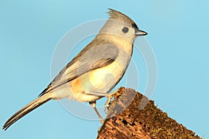 Titmouse On A Stump