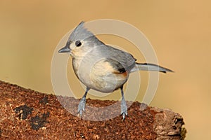 Titmouse On A Stump