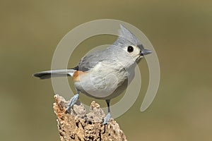 Titmouse On A Stump