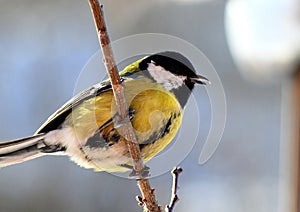 Titmouse, tomtit, chickadee