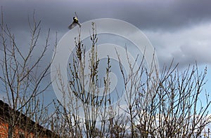 A titmouse took off from a willow tree, spreading its wings.