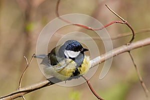 Titmouse on a tree branch