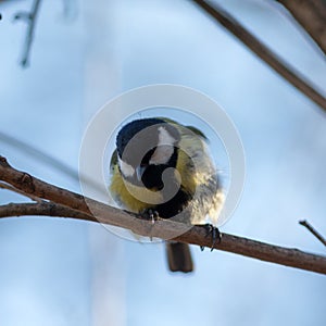 Titmouse on a tree branch