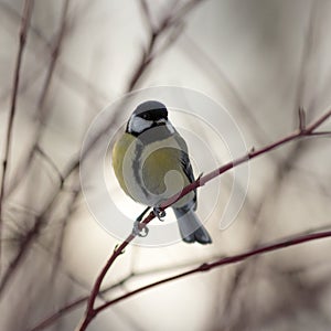 Titmouse on a tree branch