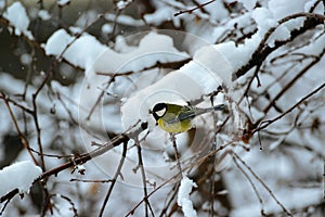 Titmouse on a tree branch covered with snow