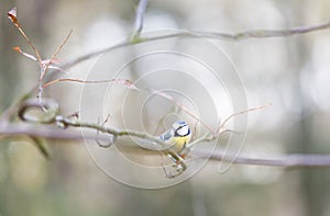 Titmouse on a tree branch in forest