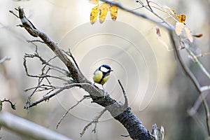 Titmouse on a tree branch in forest