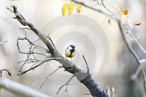 Titmouse on a tree branch in forest