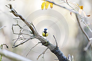 Titmouse on a tree branch in forest