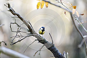 Titmouse on a tree branch in forest