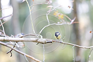 Titmouse on a tree branch in forest
