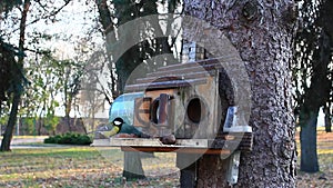 Titmouses and nuthatch on the feeding-rack seeks the birdseed