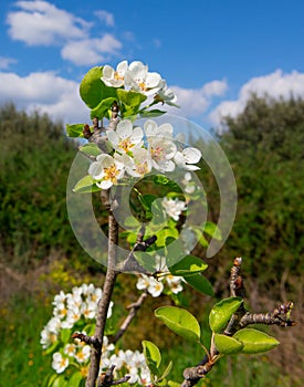 Titolo: pear flowers with bee fiori bianchi di pero con ape