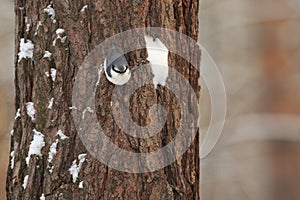 Tits, chickadees, titmice constitute Paridae, a