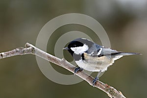 Tits (Cyanistes caeruleus) photo