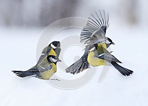 Tits are sitting on the white snow and find out the relationship