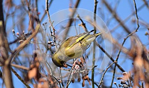 tits on a winter time